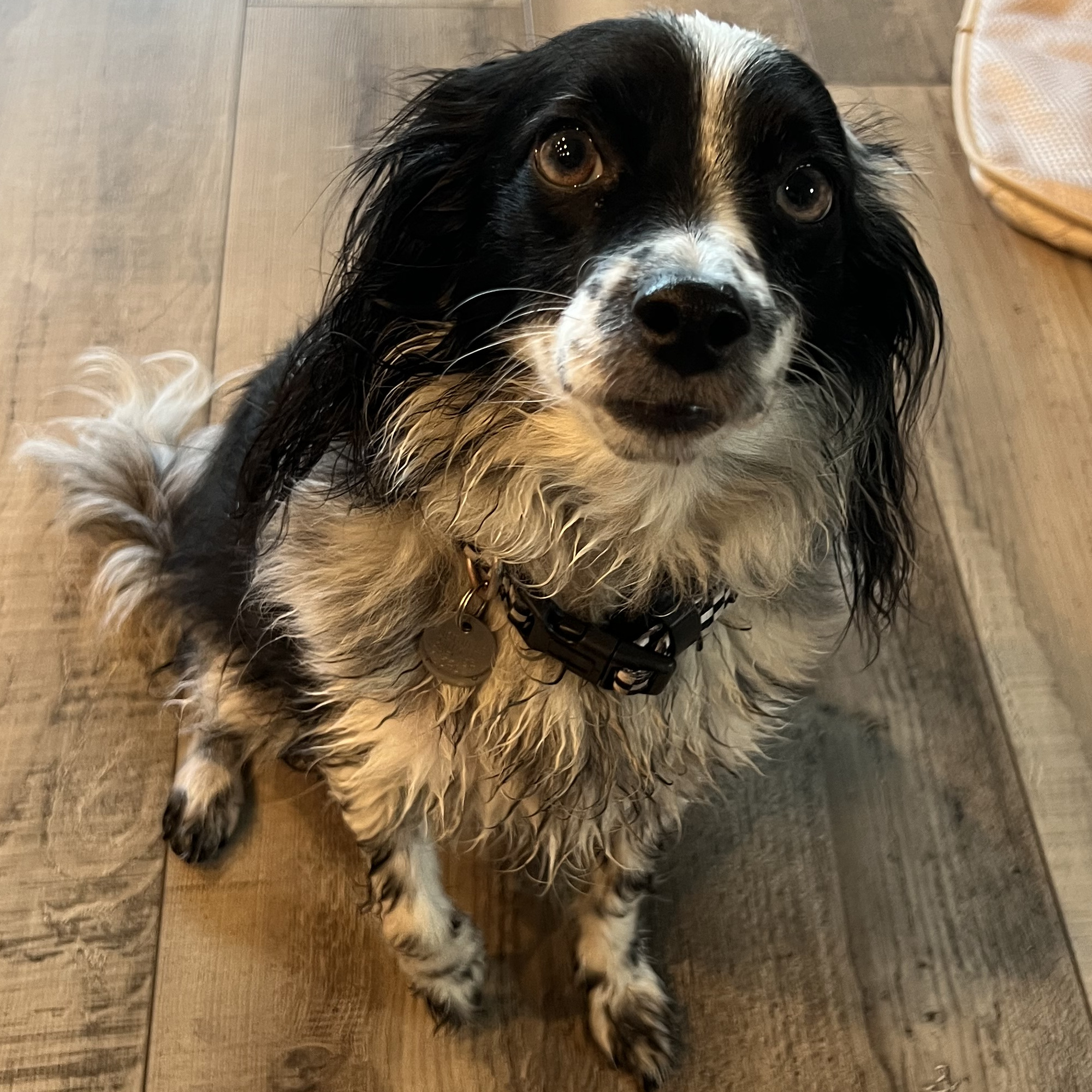 taz